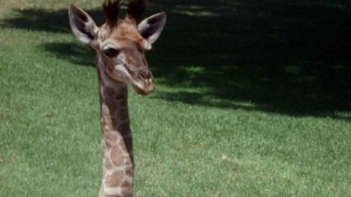 evadare cu final dramatic ce a patit o girafa scapata de la un circ italian