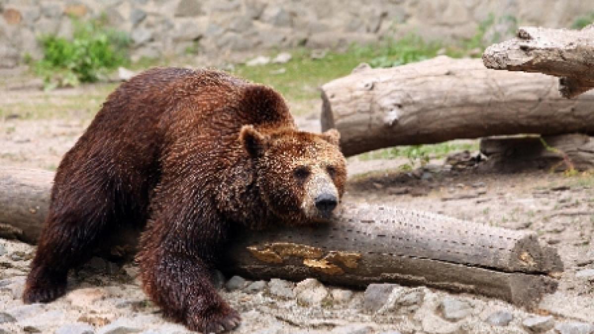 un urs a omorat un porc si o vaca intr o localitate din covasna este al 37 lea atac dat de ursi in