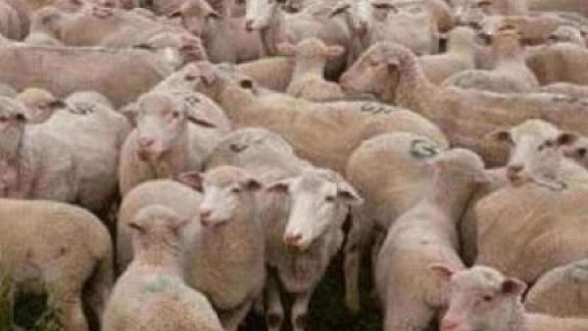 si oile merg la shopping o turma de oi a invadat un magazin de lux din austria