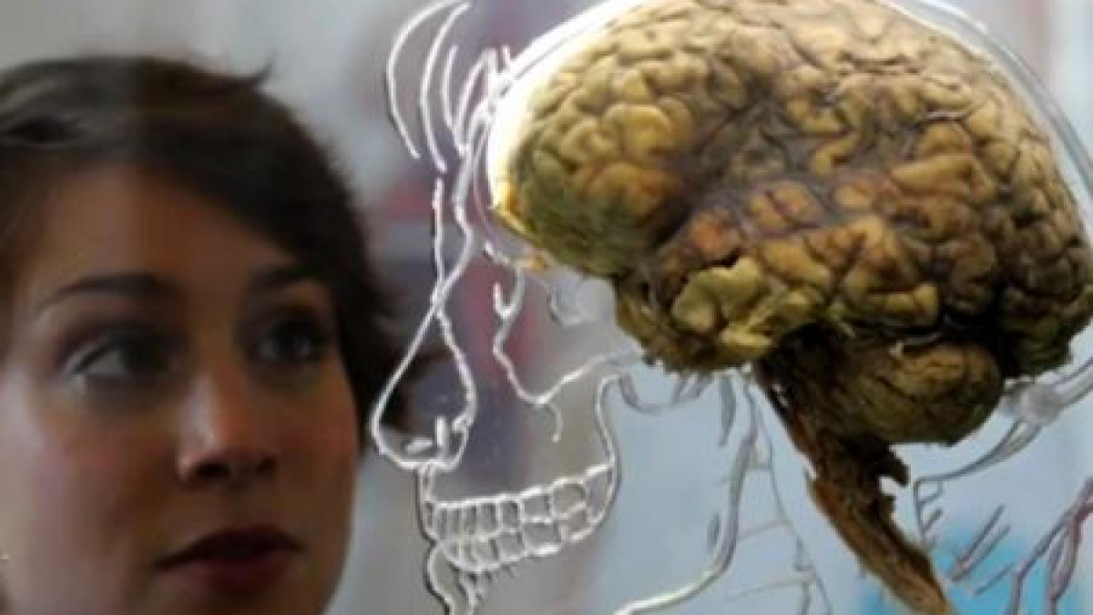 creierul omului care a revolutionat fizica poate fi examinat pe ipad