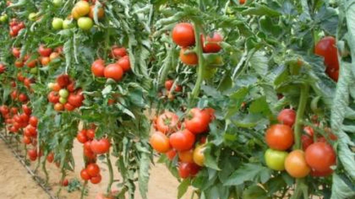 in timp ce pietele noastre sunt pline de rosii cu gust de plastic legumele noastre sunt exportate