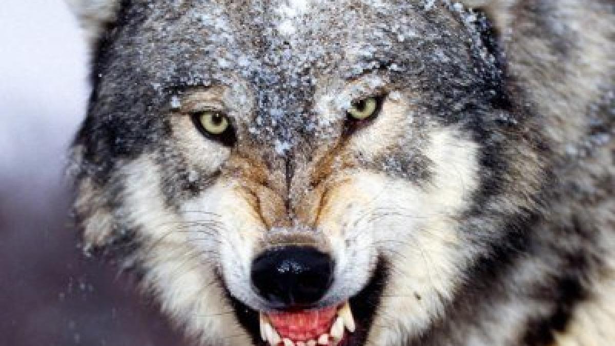 au ajuns sa se inchida in case de teama lupilor nimeni nu mai iese pe strazi dupa lasarea