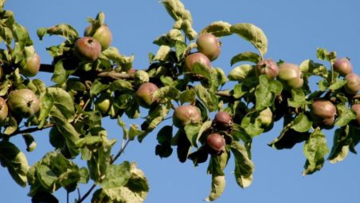 merele romanesti uratite de seceta suc bio pentru straini