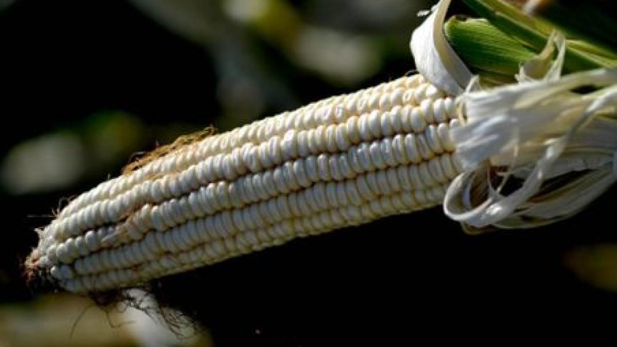 constantin productia de porumb a scazut cu 60 in acest an