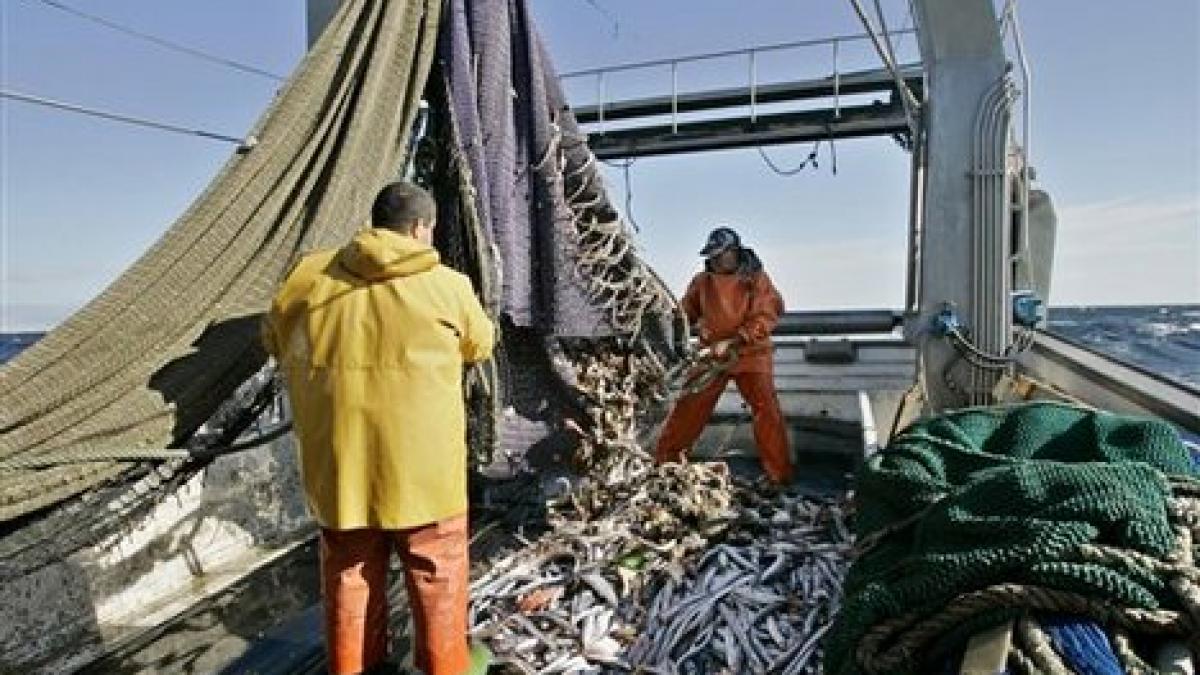 industria piscicola este in pericol pestii sunt tot mai mici si tot mai putini