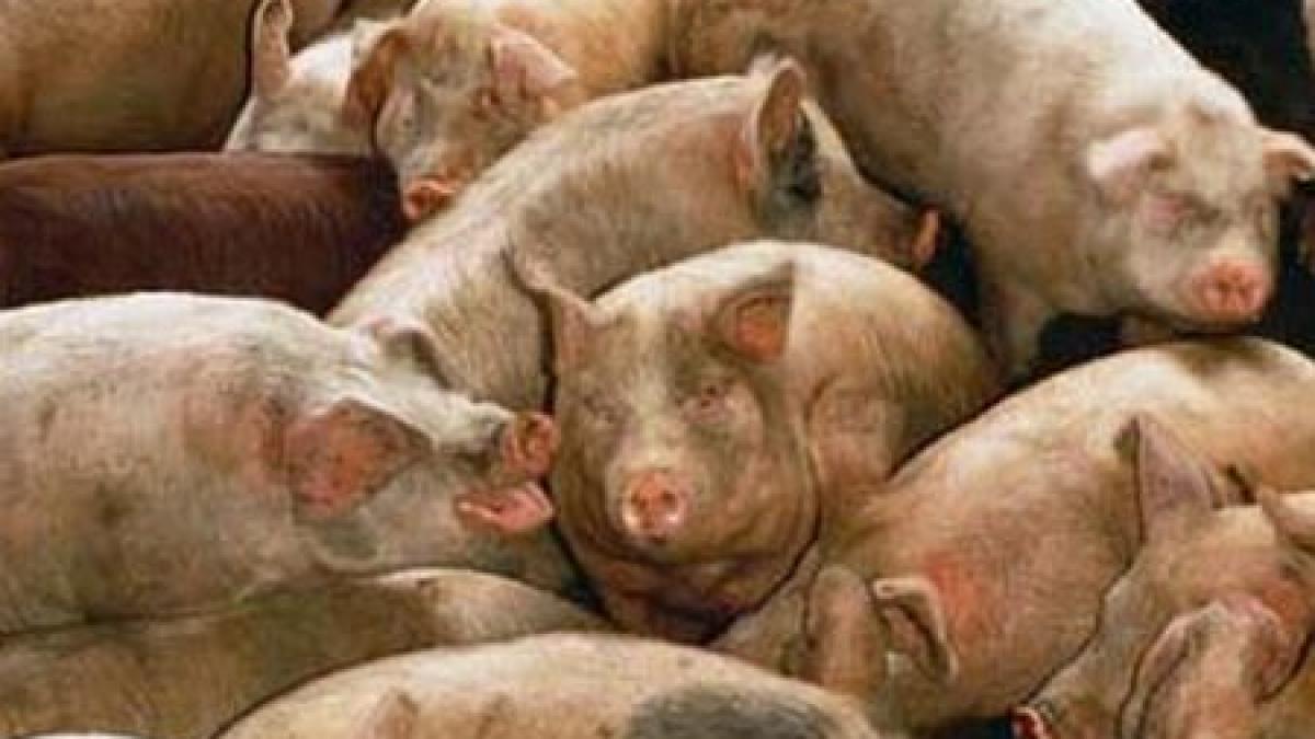 dantura si cateva parti din corp atat a mai ramas dintr un om devorat de porcii pe care ii hranea