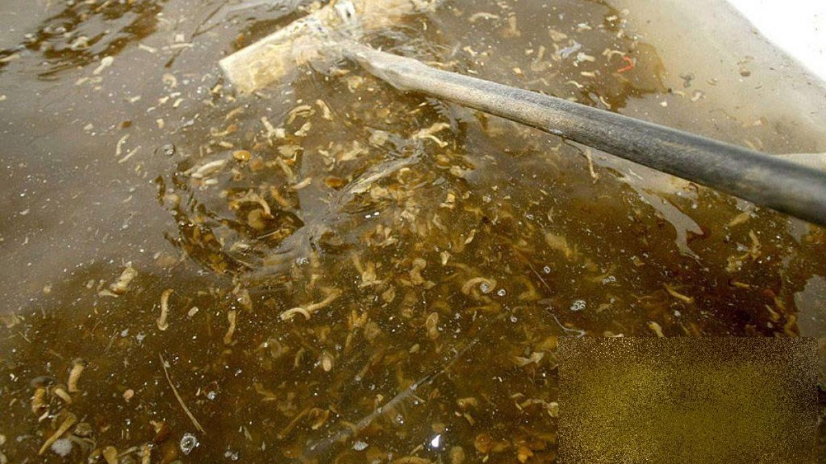 cum isi bat joc chinezii de milioane de oameni unde se fabrica cel mai vandut produs al lor seamana