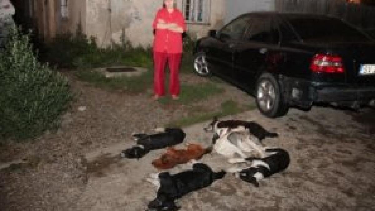 peisaj de groaza intr un cartier din suceava cadavrele a zeci de caini otraviti gasite in plina