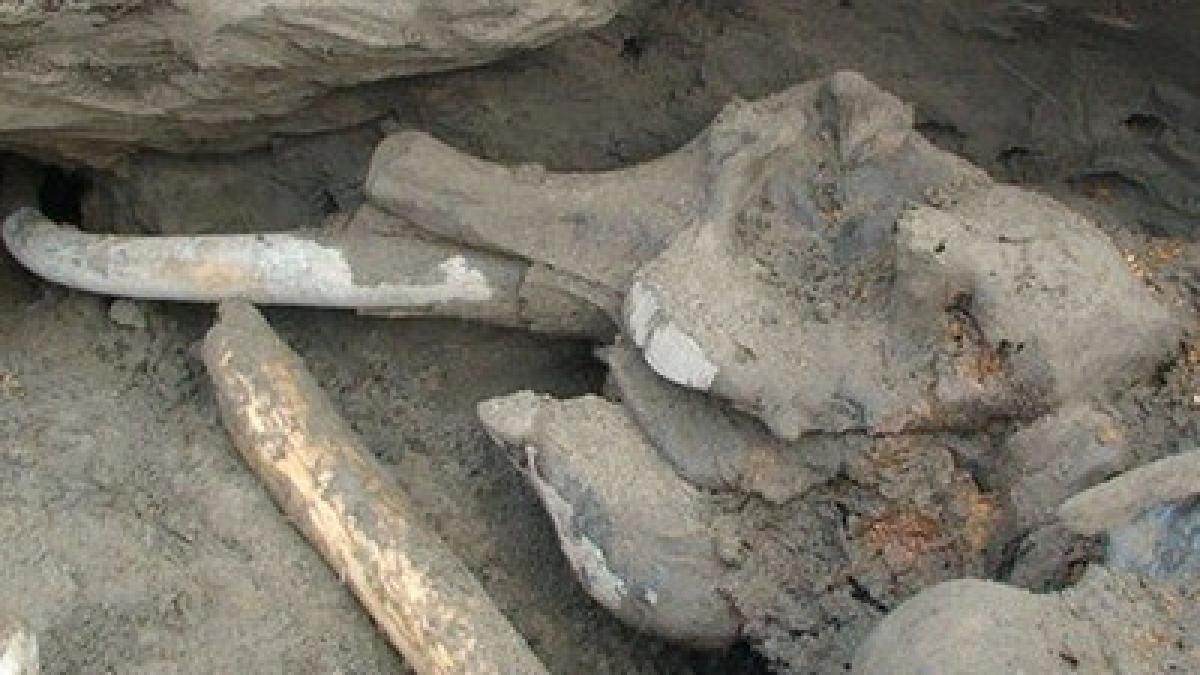 acesta este mamutul secolului un baiat de 11 ani a facut o descoperire fara precedent