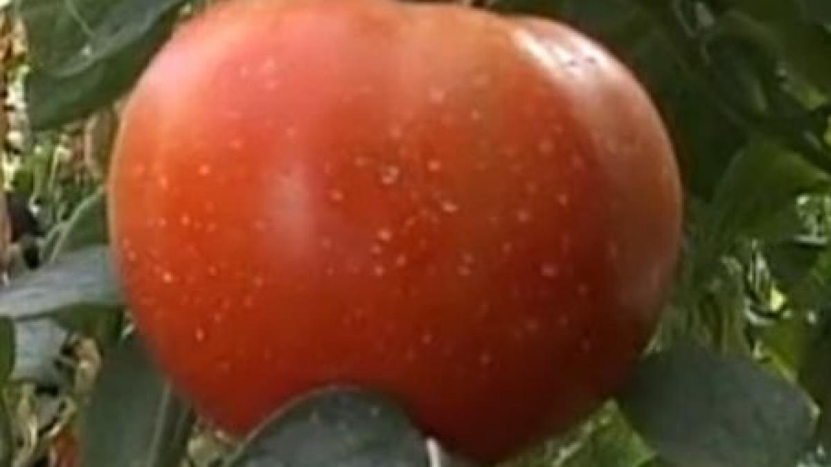 carnete de informare pentru legumicultorii din piete