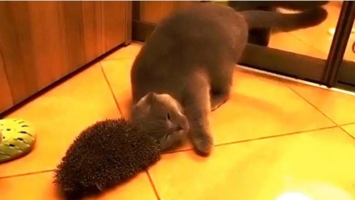 prietenie bizara in lumea necuvantatoarelor vezi partenerul de scarpinat al unei feline