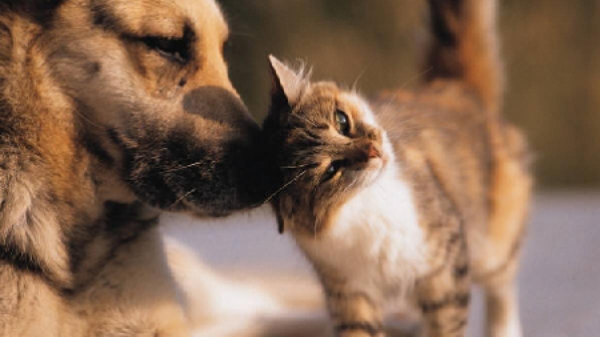 proiect legislativ care nemultumeste mii de romani va fi interzis sa ai in casa mai mult de doi