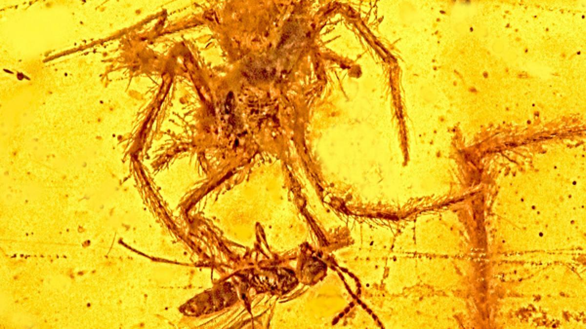 descoperite impresionanta facuta de cel care a inspirat jurassic park