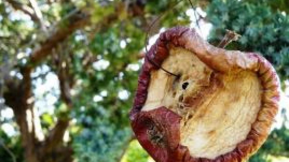 Imaginea care a stârnit panică pe pieţele financiare. &quot;Viermele care mănâncă MĂRUL din interior&quot;