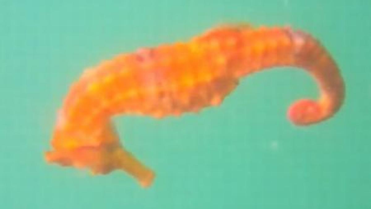 premiera in lumea marina calul de mare vest african filmat de un grup de cercetatori