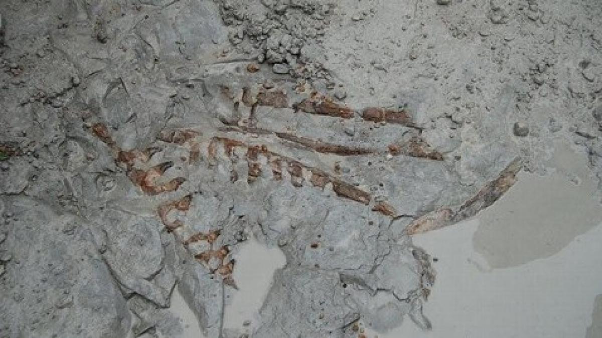 descoperire incendiara in sua regele marilor a fost descoperit