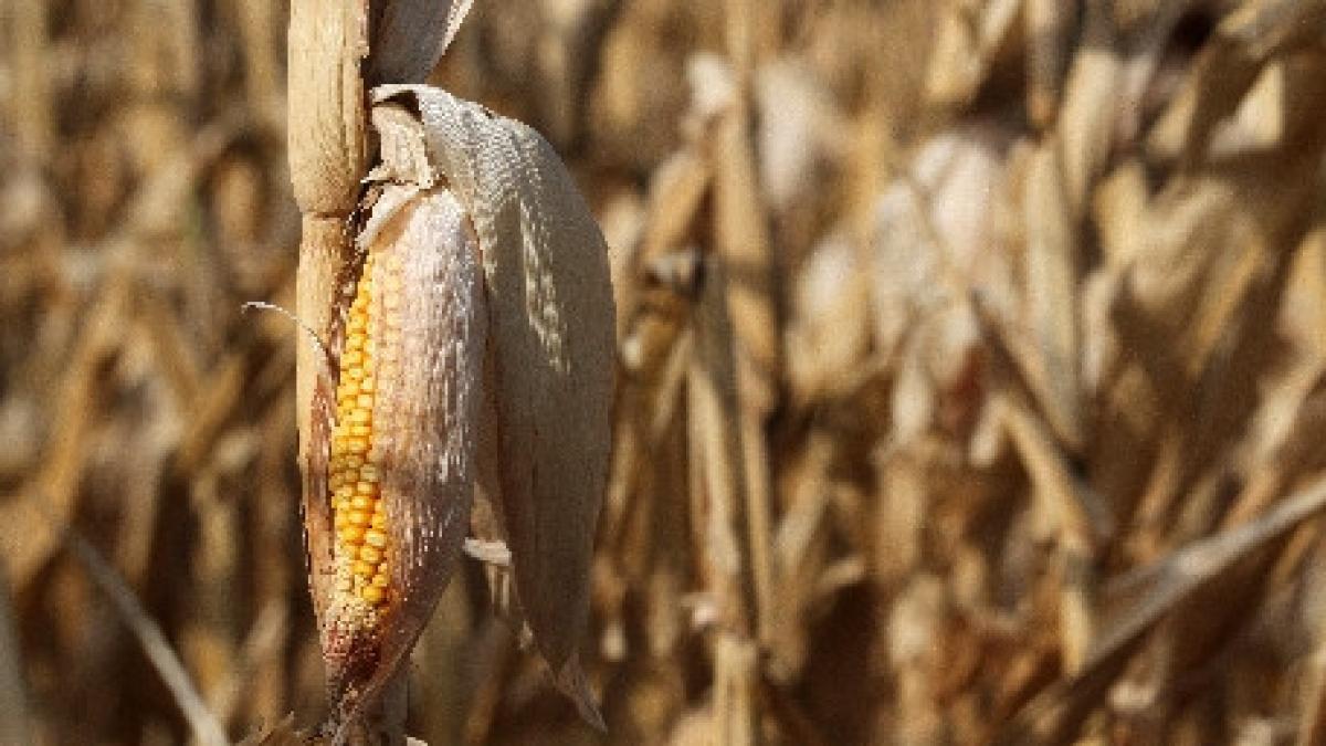 fermierii vranceni au depus circa 7 000 de cereri pentru ajutorul de minimis