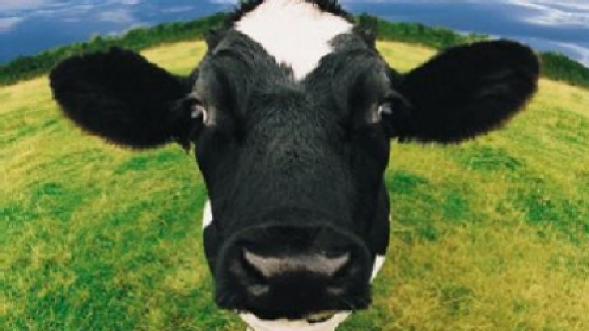 mai mananci la fast food dupa ce vezi acest video tinut secret imagini socante