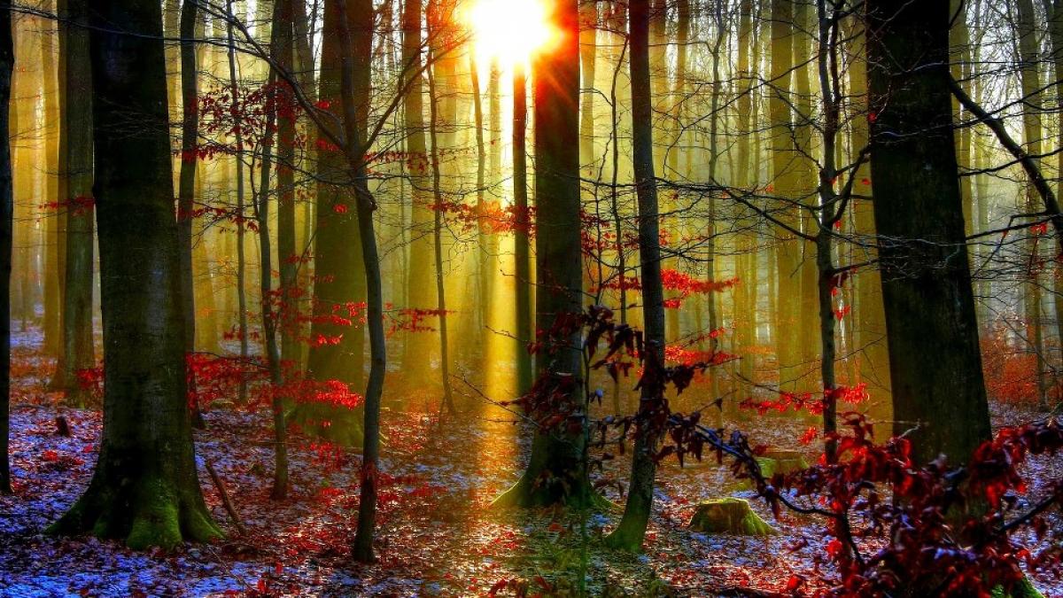 de la geci cizme si umbrele la tricou cu maneca scurta vremea se schimba radical de maine