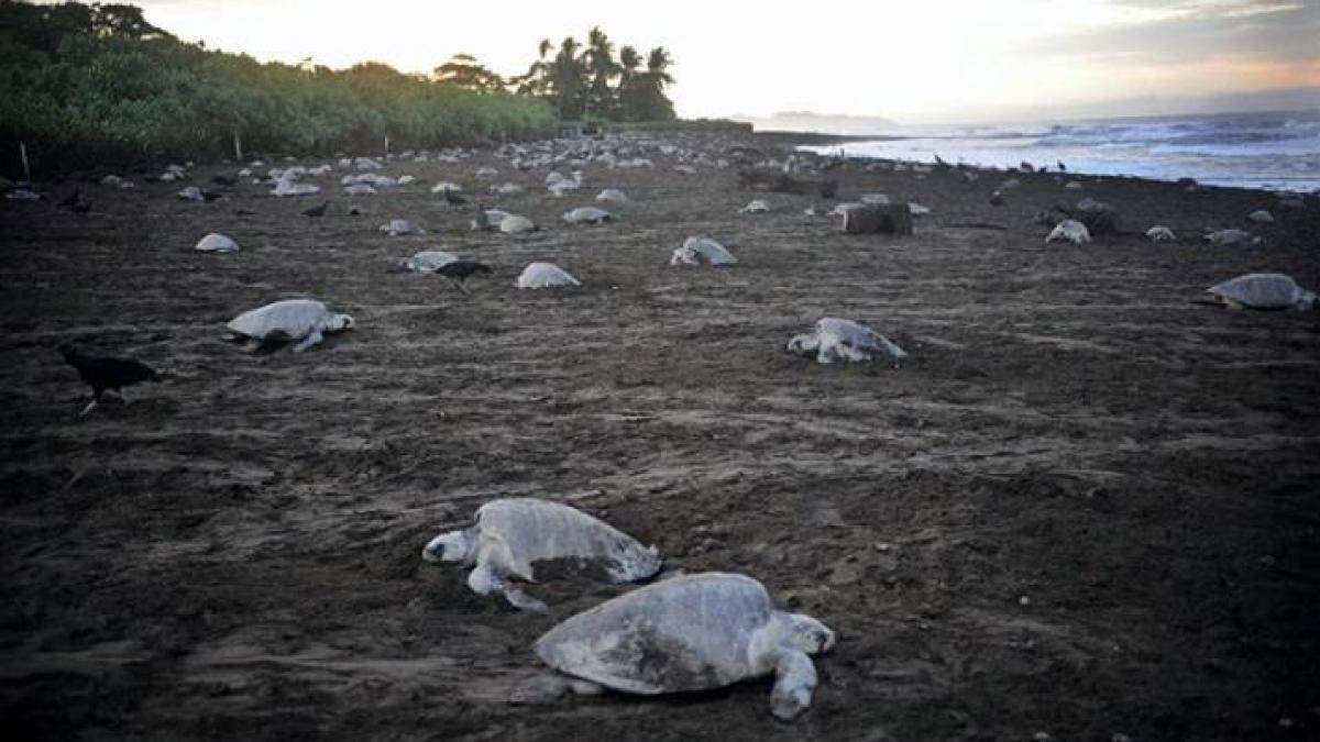 imaginile care arata de ce sunt in stare oamenii cum distrug planeta pentru cativa dolari
