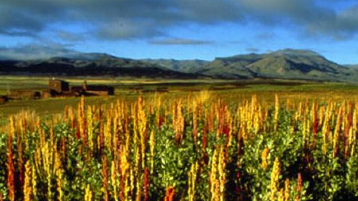 cultura antica de cereale care promite sa scoata lumea din foamete astazi este ziua internationala