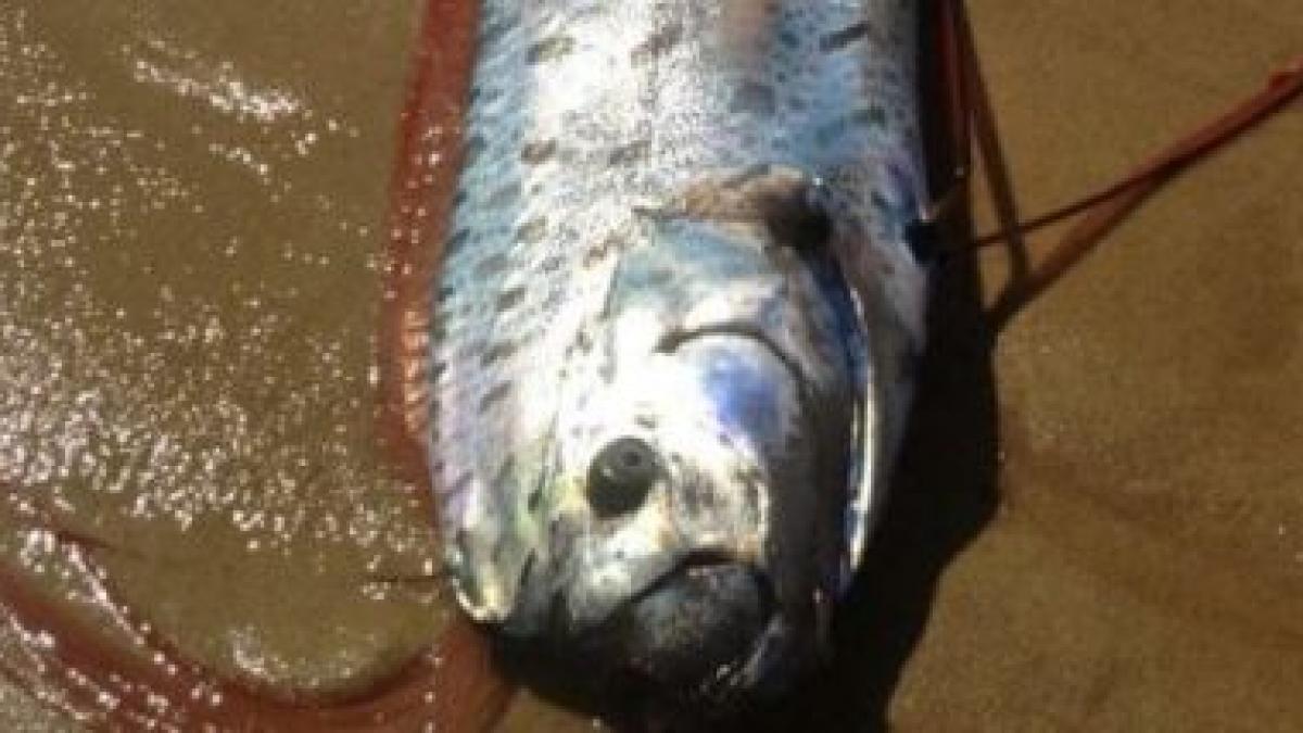 descoperirea care i a uimit si pe cercetatori monstrul marin a fost gasit