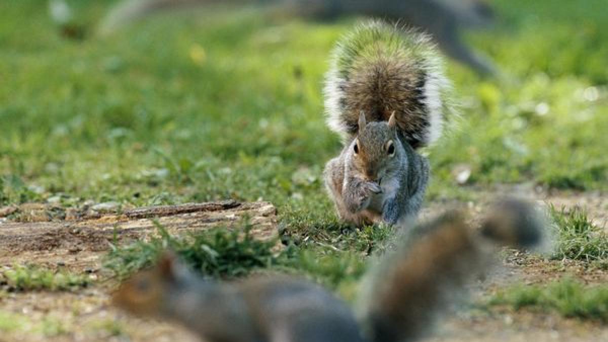 veveritele noul inamic al fermierilor si cultivatorilor de fructe din statele unite