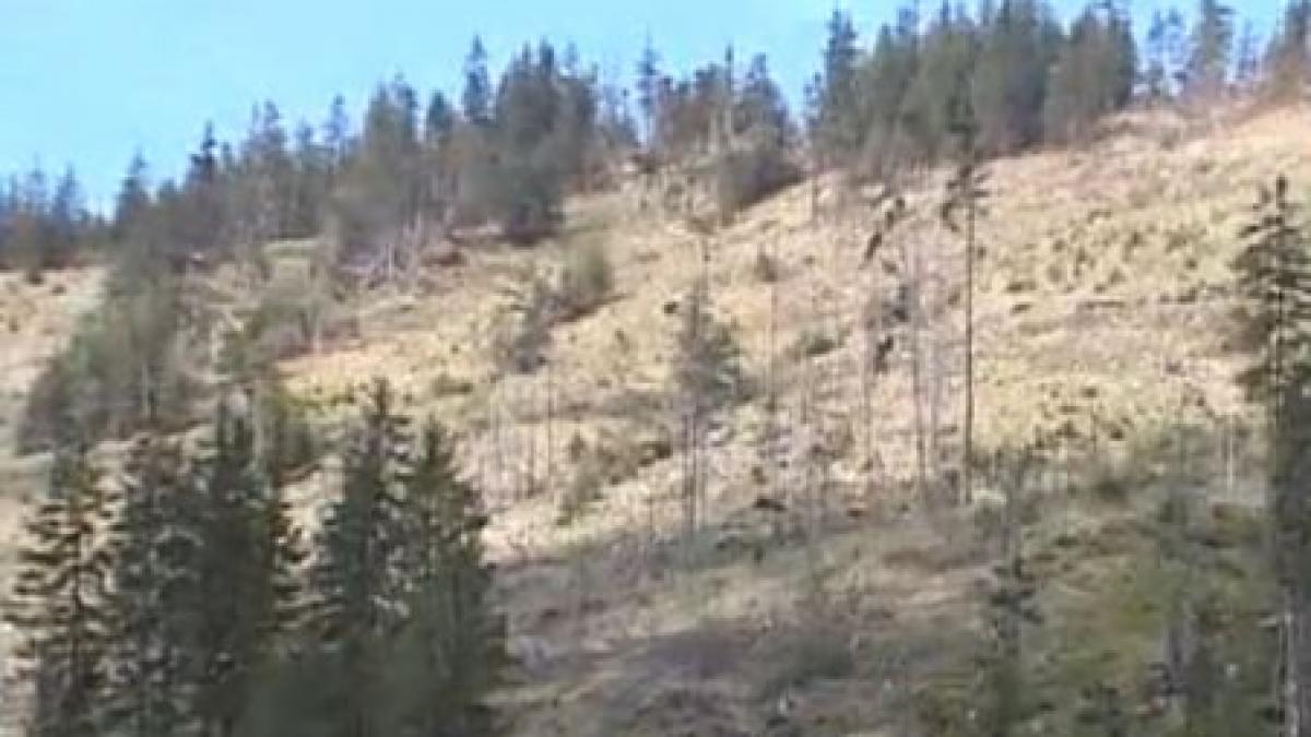 defrisari ilegale dar si foarte periculoase dezastrul se poate vedea din spatiu