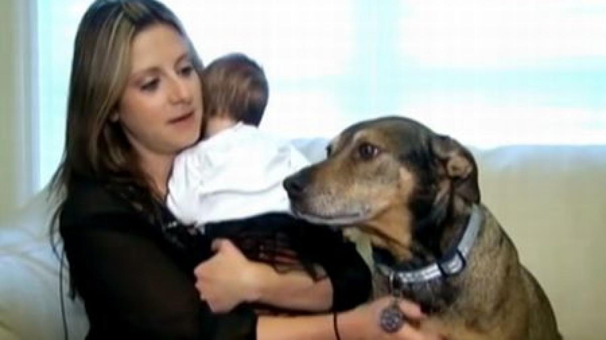 o intamplare care iti incalzeste inima inca o dovada ca cel mai bun prieten al omului este catelul