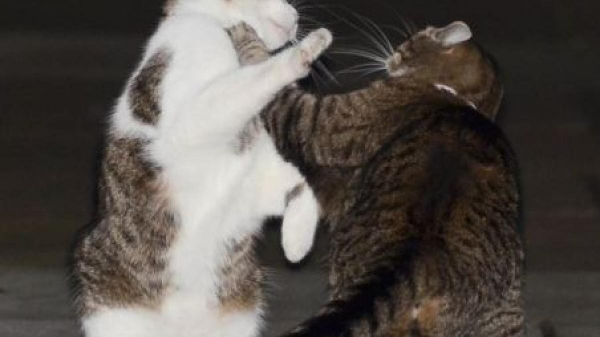 violente in fata resedintei premierului britanic motanul larry batut de pisica vicepremierului