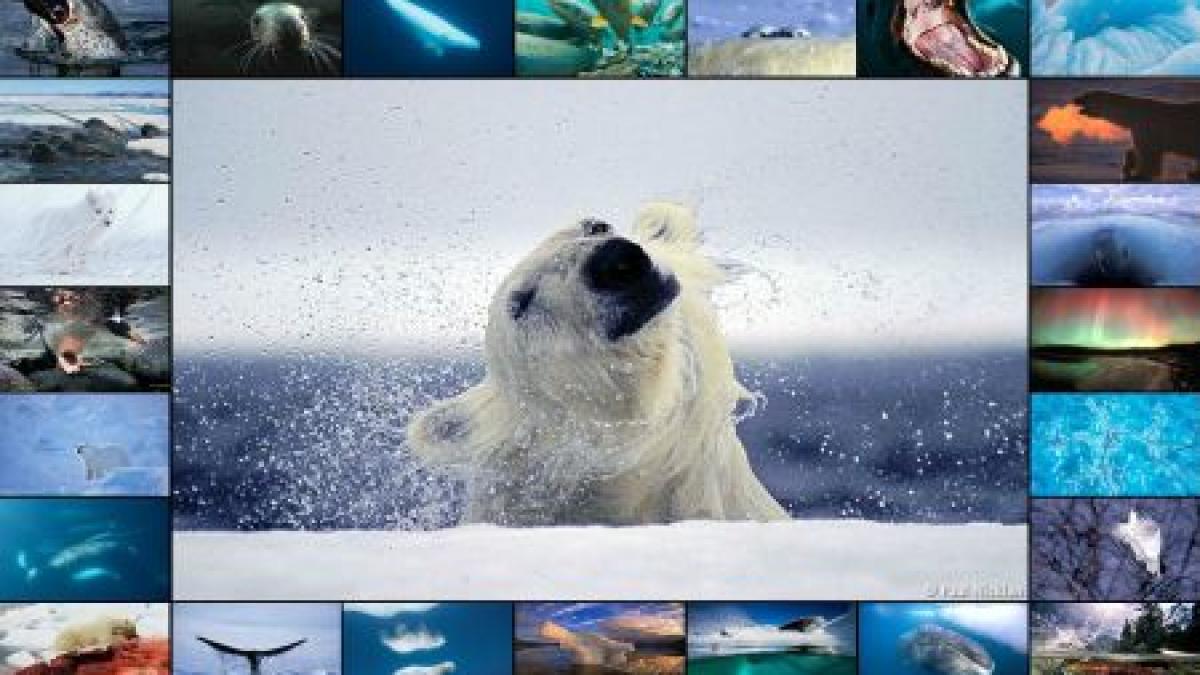 este una dintre cele mai frumoase fotografii din lume acestia sunt imparatii din adancurile apelor