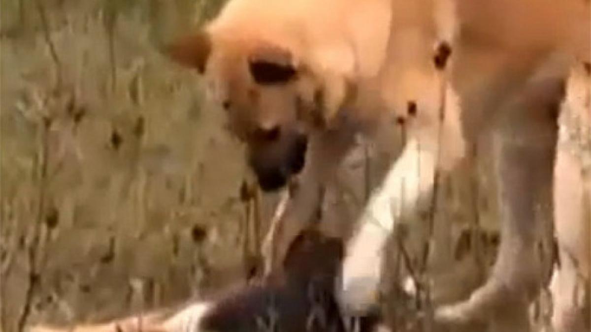 imaginile care te vor emotiona pana la lacrimi prietenia care le da o lectie impresionanta oamenilor