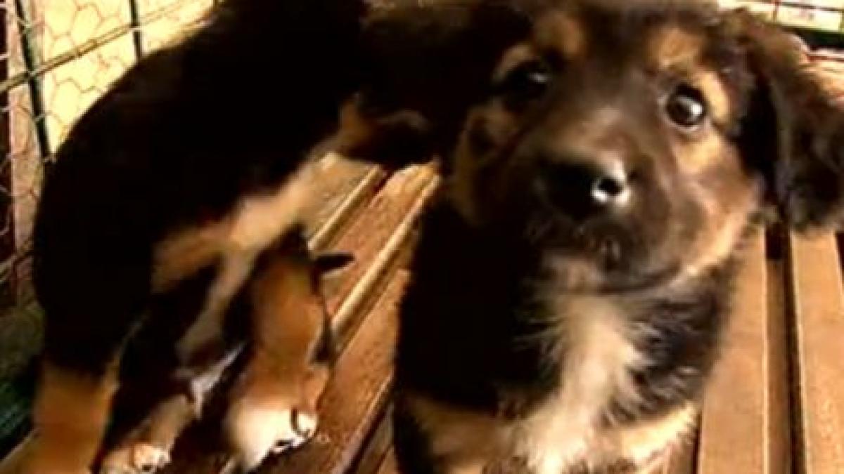 dogtown a deschis portile pentru public mai multi caini din adapost si au gasit stapani