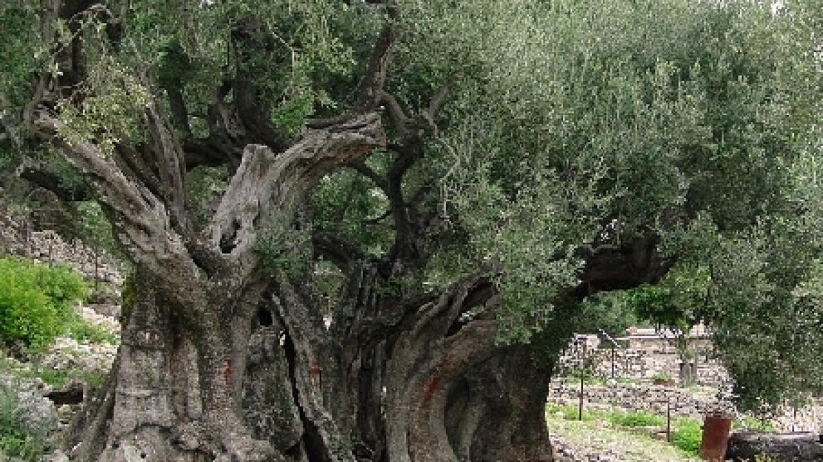 studiu maslinii din gradina ghetsimani printre cei mai vechi copaci din lume