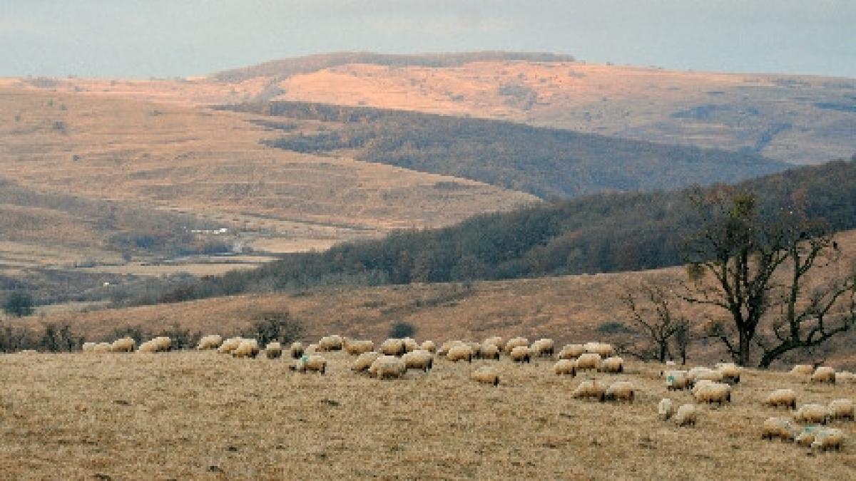un cioban este cautat de politie dupa ce a disparut cu oile pe care trebuia sa le pazeasca