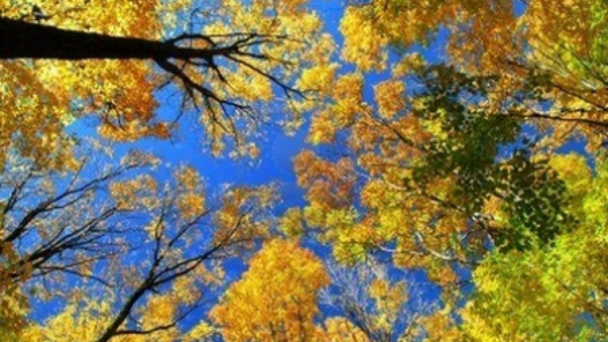 vara nu se da batuta vezi cum va fi vremea in zilele urmatoare