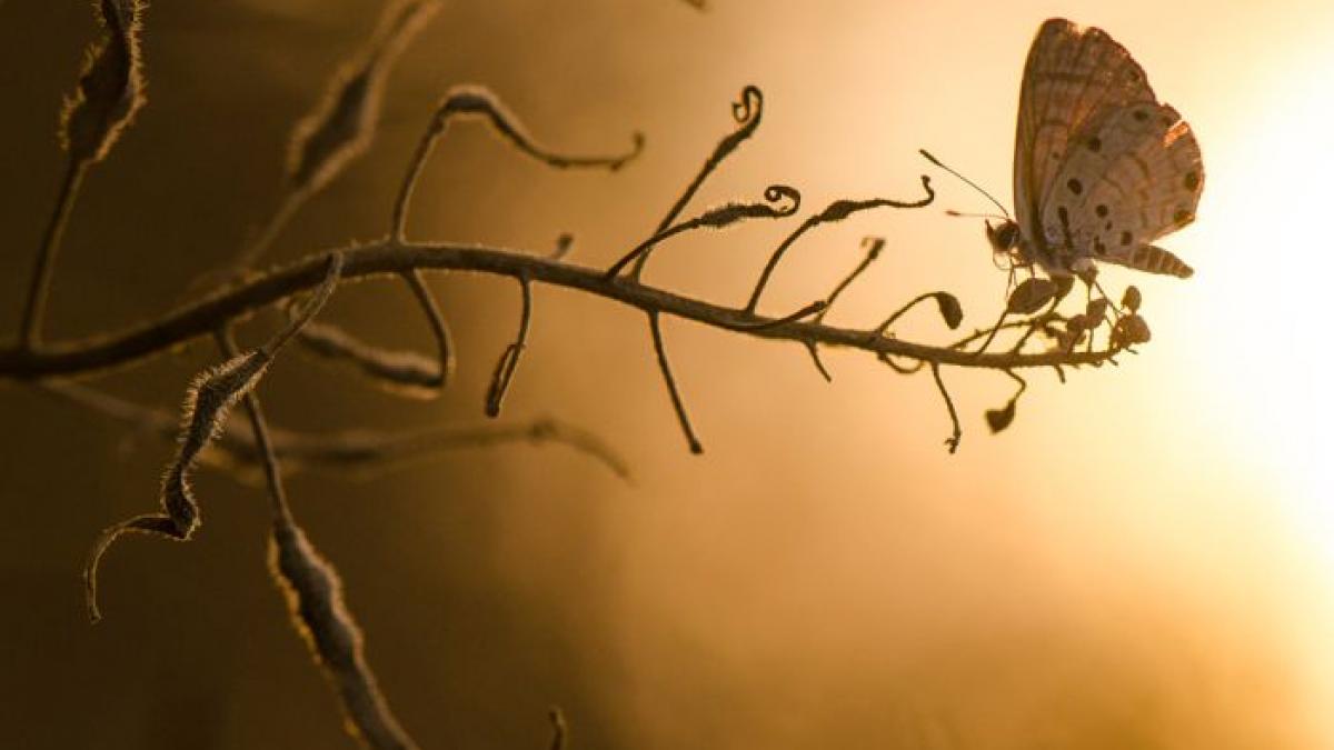 concursul in care nu exista pierzatori cele mai frumoase fotografii marca national geographic