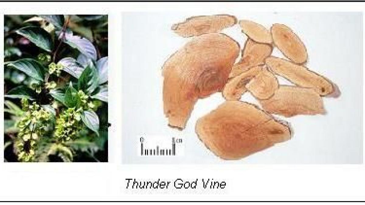 cu tratamentul acesta au scapat de cancer in 40 de zile leacul miraculos pe care chinezii l au