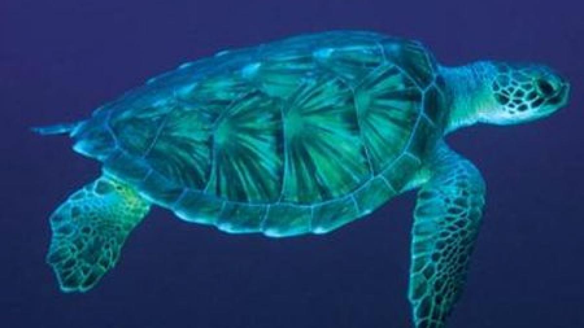 descoperirea importanta facuta in polonia cea mai veche fosila de broasca testoasa din lume