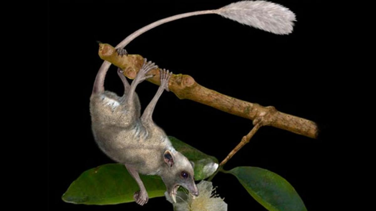 suntem inruditi cu veveritele vezi aici cum arata cel mai vechi stramos al omului