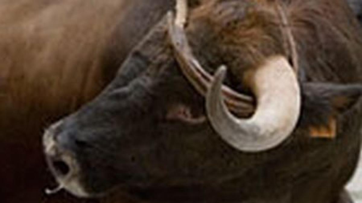 surpriza de proportii pentru oamenii din busteni le au sarit inimile din piept cand au vazut ce