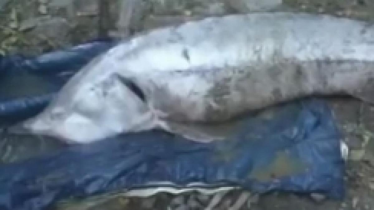 morun de 150 de kilograme salvat din mainile braconierilor