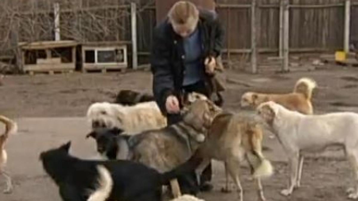 primarul orasului vasluian negresti este cercetat penal pentru cruzime fata de animale