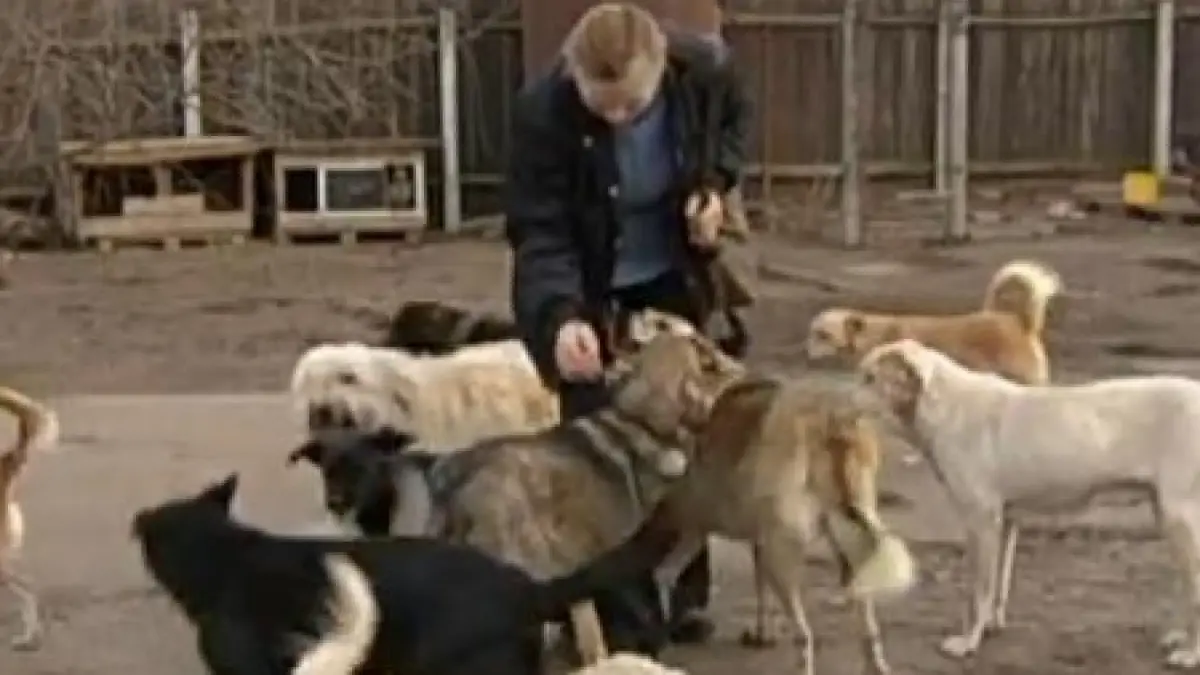 primarul orasului vasluian negresti este cercetat penal pentru cruzime fata de animale