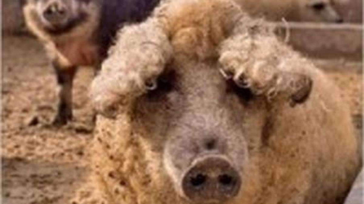 porcii din rasa mangalita din nou in gratiile crescatorilor romani
