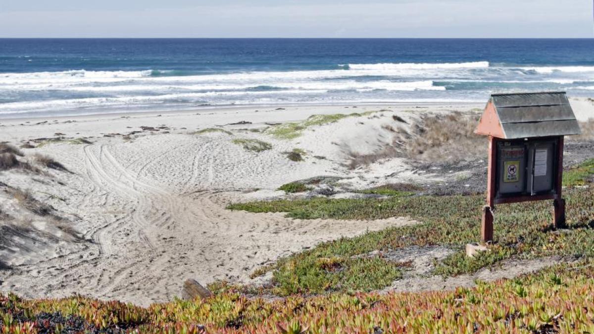 un surfer a fost ucis de un rechin in california