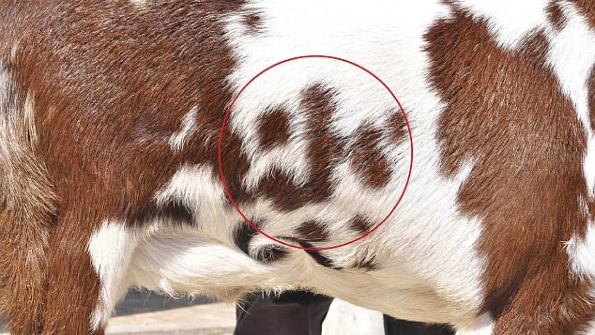 cred ca glumeste cum a ajuns sa valoreze o capra cat un lamborghini