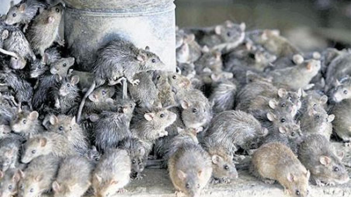 sobolanii o reala amenintare pentru new york dupa inundatiile cauzate de sandy