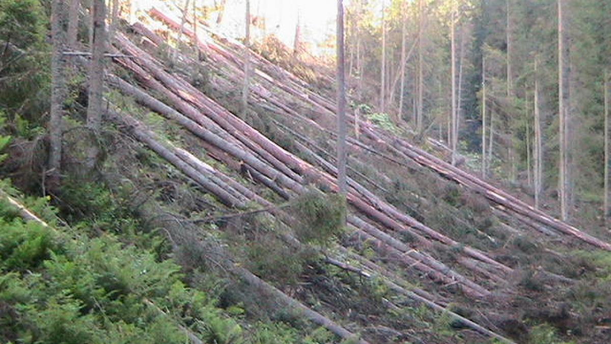 cand foamea de bani distruge o tara cum arata padurile macelarite din muntii harghitei