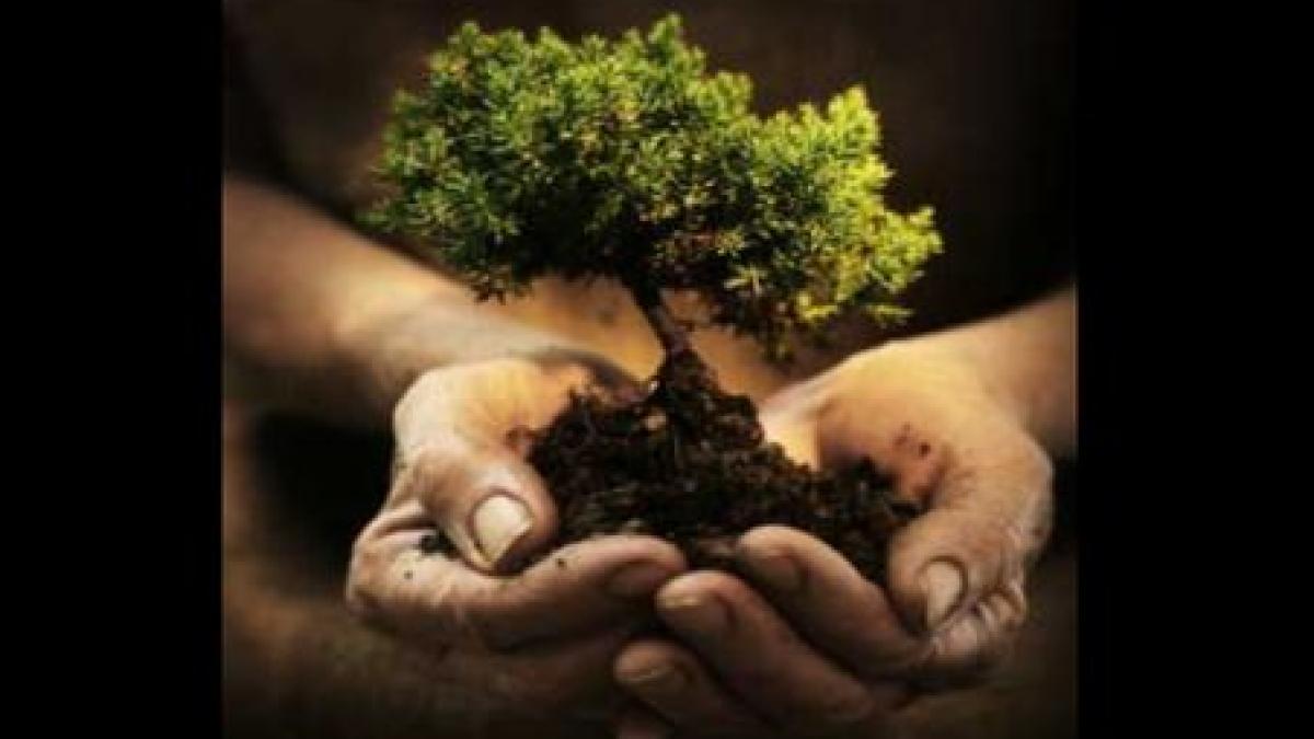 incepe campania impadurim romania 26 de milioane de puieti vor fi plantati in 18 judete si bucuresti